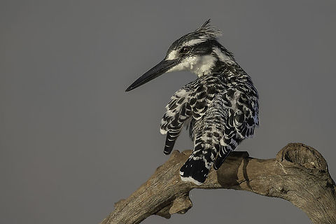 Black & White  Ceryle rudis,Geotagged,Pied Kingfisher,South Africa,Winter,bird,nature,wildlife