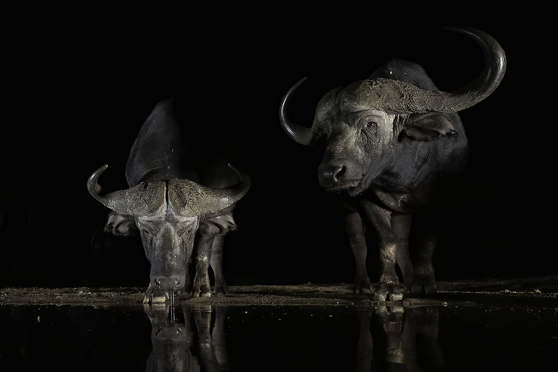 Night Encounter One of Africa&#039;s most dangerous animals  African buffalo,Geotagged,South Africa,Syncerus caffer,Winter