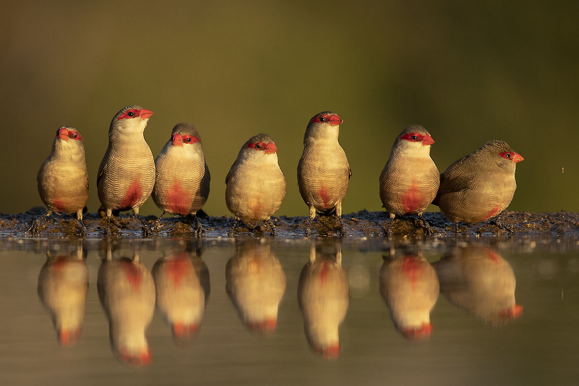 Little Bandits A group of common waxbill&#039;s have come for a drink at the watering hole in South Africa. Common Waxbill,Estrilda astrild,Geotagged,South Africa,Winter,africa,birds,nature,wildlife