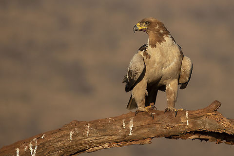 On The Hunt  Aquila rapax,Geotagged,South Africa,Tawny Eagle,Winter,raptor