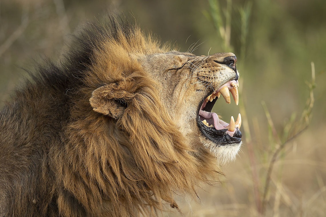 A Kingly Roar  Geotagged,Lion,Panthera leo,South Africa,Winter,nature,wildlife