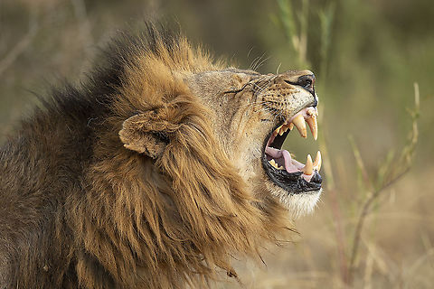 A Kingly Roar  Geotagged,Lion,Panthera leo,South Africa,Winter,nature,wildlife
