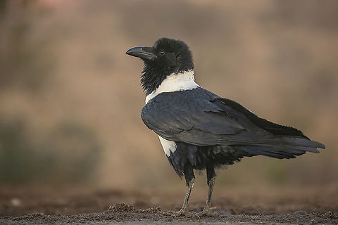 All Dressed Up A handsome bird that looks like it's wearing a white tank top. Corvus albus,Geotagged,Pied Crow,South Africa,Winter