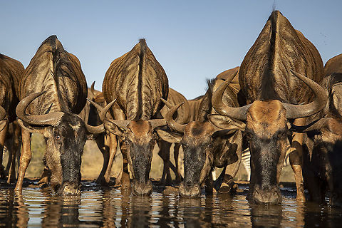 The Watering Hole. The water holes are a great way to see wildlife. Blue wildebeest,Connochaetes taurinus,Geotagged,South Africa,Winter