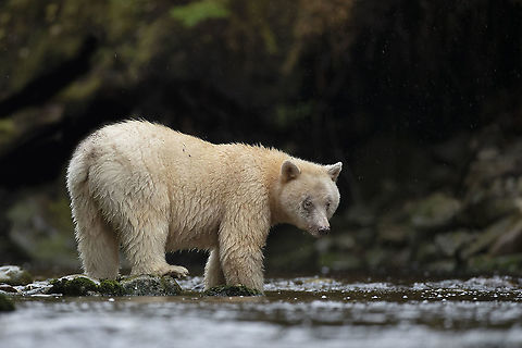 The Fish Finder You can feel the magic in the air when in the presence of the very rare Spirit Bear. British Columbia,Canada,Fall,Geotagged,Kermode bear,Ursus americanus kermodei,nature,rare,spiritbear,wildlife