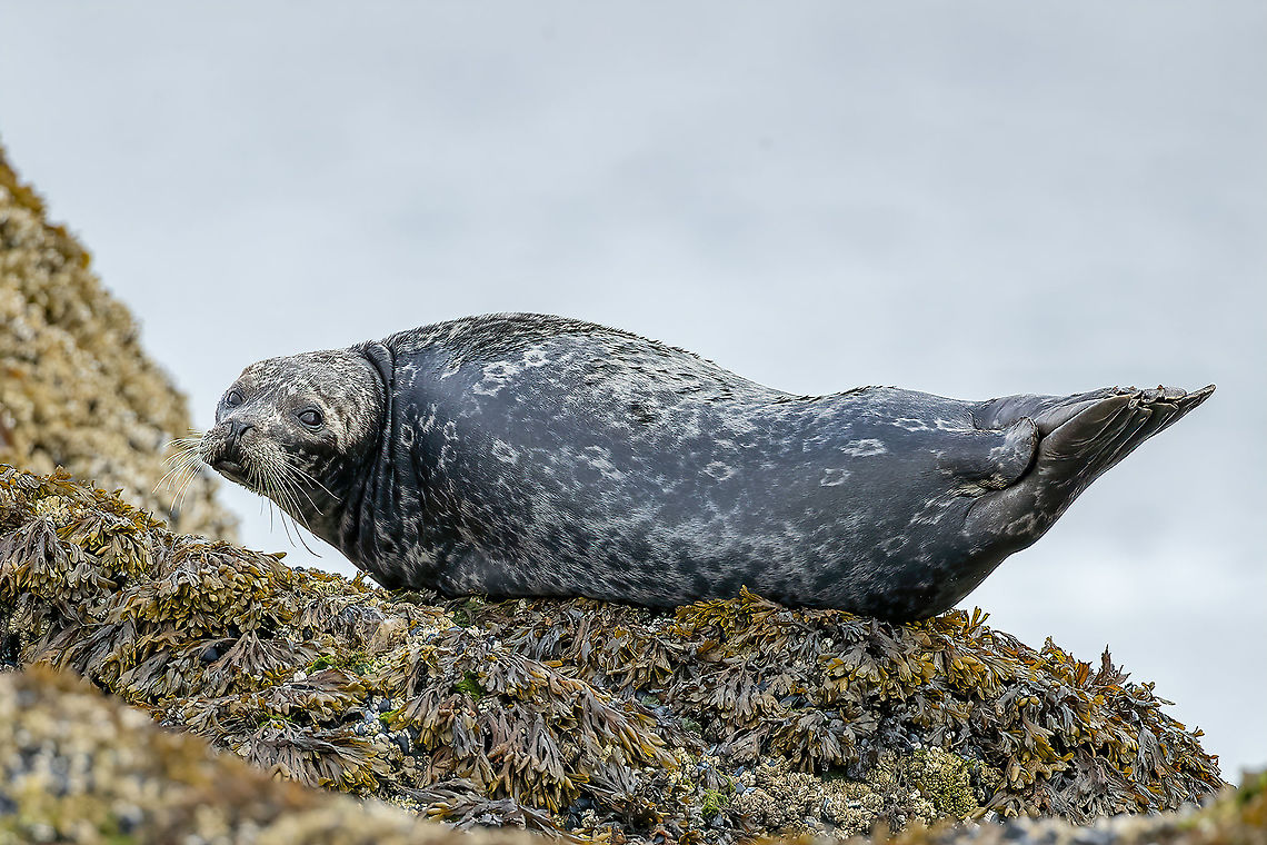 Balancing Act  Canada,Geotagged,Harbor (common) seal,Phoca vitulina,Summer