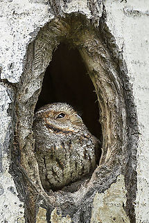 Flame of the Forest  Canada,Flammulated owl,Geotagged,Psiloscops flammeolus,Spring,bird,raptor,wildlife