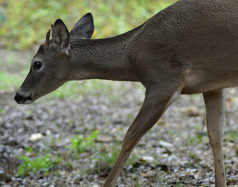 Fawn's Morning Walk This was taken around noon while I was away on vacation recently. It was taken with a Nikon D5200 300mm lens.  Antlers,Odocoileus virginianus,Tori's New Camera #1!,White-tailed Deer,deer,fawn,forest,wildlife