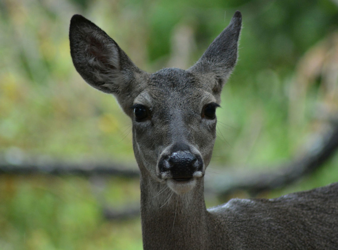Curious Deer I took this on my Nikon D5200 with my 300mm lens.  Forest,Odocoileus virginianus,Tori's New Camera #1!,White-tailed Deer,deer,wildlife