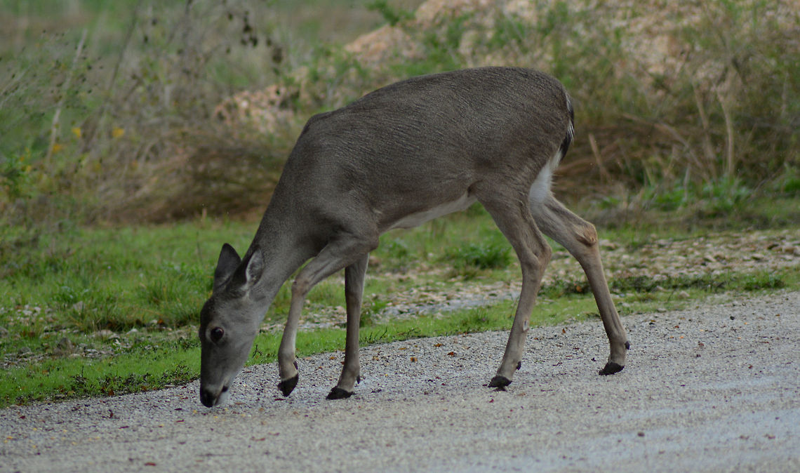 Deer on the Search for Food This was taken with my Nikon D52200 with my 300mm lens. Forest,Odocoileus virginianus,Tori's New Camera #1!,White-tailed Deer,deer,searching