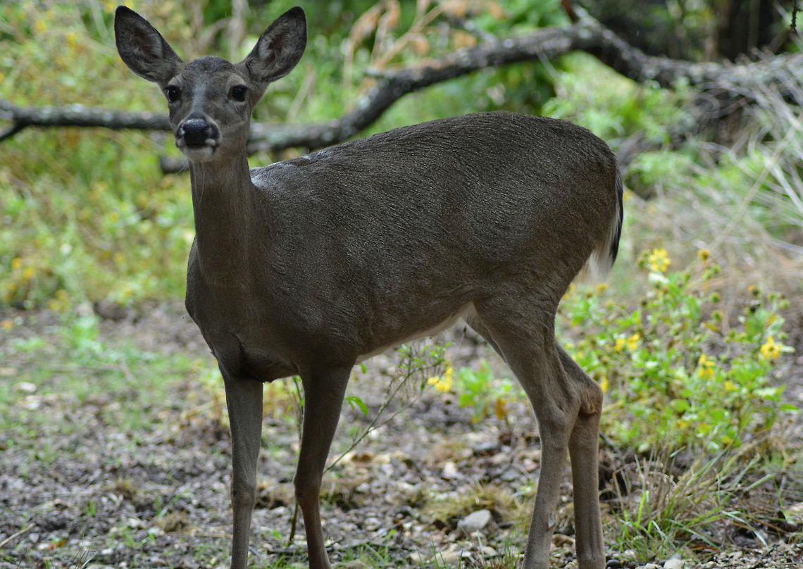Is that Food? I took this while my sister was offering the deer some food. I used my Nikon D5200 and my 300mm lens. Forest,Odocoileus virginianus,Tori's New Camera #1!,White-tailed Deer,deer,food,looking for food.,road