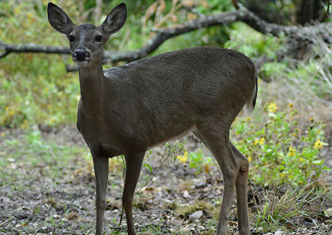 Is that Food? I took this while my sister was offering the deer some food. I used my Nikon D5200 and my 300mm lens. Forest,Odocoileus virginianus,Tori's New Camera #1!,White-tailed Deer,deer,food,looking for food.,road