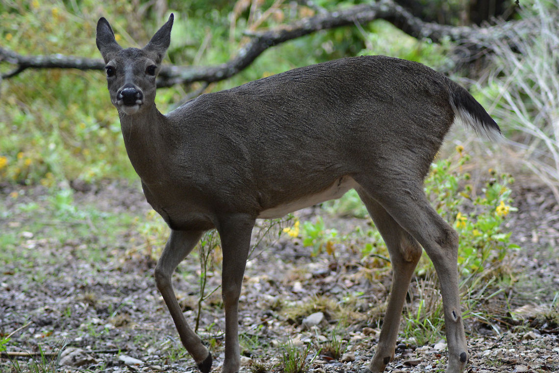 Coming Closer I snapped this while my sister was holding a handful of corn. It was taken around noon on my Nikon D5200 with my 300mm lens. Deer,Doe,Forest,Odocoileus virginianus,Tori's New Camera #1!,White-tailed Deer,food,looking for food.
