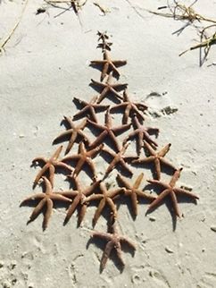 Sea star Christmas Tree During a resent kayaking adventure on the Gulf of Mexico, there were an abundance of Seastars in the shallows. I could not pass up the opportunity to share the Christmas tree I formed from them. All sea stars were released and unharmed!
