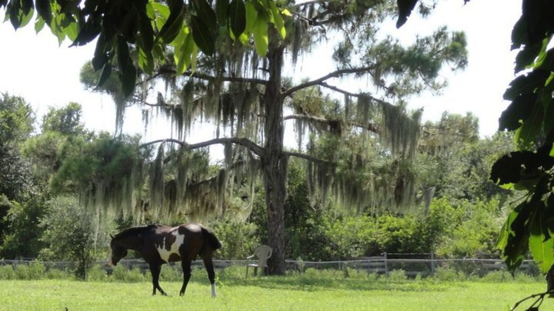 image  Domestic horse,Equus ferus caballus