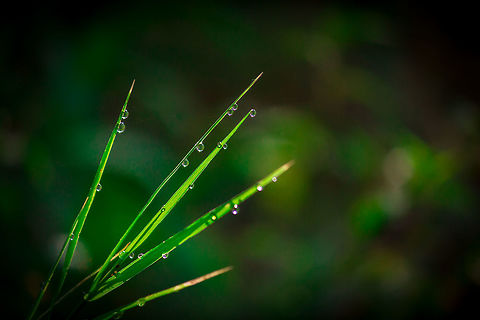Schizachyrium Scoparium Schizachyrium scoparium, commonly known as little bluestem or beard grass, is a North American prairie grass native to most of the United States, except California, Nevada, and Oregon, and a little over the Canadian border. Grass,Grasses of India,Schizachyrium scoparium,grass of India,green grass,nature