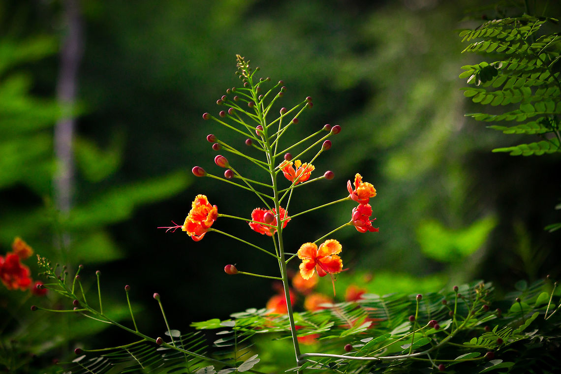 Gulmohar Flower Discovered in the early 19th century in its native Madagascar by botanist Wensel Bojer, Gulmohar is a flamboyant tree in flower - some say the world's most colorful tree. For several weeks in spring and summer it is covered with exuberant clusters of flame-red flowers, 4-5 in across. Even up close the individual flowers are striking: they have four spoon shaped spreading scarlet or orange-red petals about 3 in long, and one upright slightly larger petal (the standard) which is marked with yellow and white. The delicate, fern-like leaves are composed of small individual leaflets, which fold up at the onset of dusk. Gulmohar gets 30-40 ft tall, but its elegant wide-spreading umbrella-like canopy can be wider than its height. Gumohar is naturalized in India and is widely cultivated as a street tree. Caesalpinia pulcherrima,Caesalpiniaceae,Flame Tree,Gulmohar,Gulmohar Family,Gulmohar Flower,Gulmohar flowr of India,India,Indian Gulmohar,Indian gulmohar flower,Indian gulmohar tree,Kempu torai,Krishnachura,Madagascar by botanist Wensel Bojer,Royal Poinciana,flower,flowers