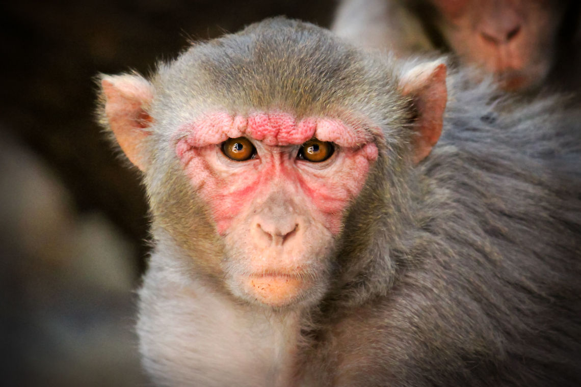 The Rhesus Monkey The Rhesus Monkey is one of the most famous species of Old World monkeys and distributed in large population across the country. Rhesus Macaques is native to Asia and have a widest geographic ranges in India, Rajasthan, Delhi and Varanasi are few city place to located these monkeys in temples and society, and these major Species of Monkeys Found in The Indian subcontinent. Geotagged,India,Macaca mulatta,Monkey,Rhesus Macaques Monkey,Rhesus Monkey,Rhesus macaque,The Rhesus macaque,The Rhesus macaque monkey,indian monkey,indianmonkey,monkey in deep sleep,monkey sleeping,monkeys