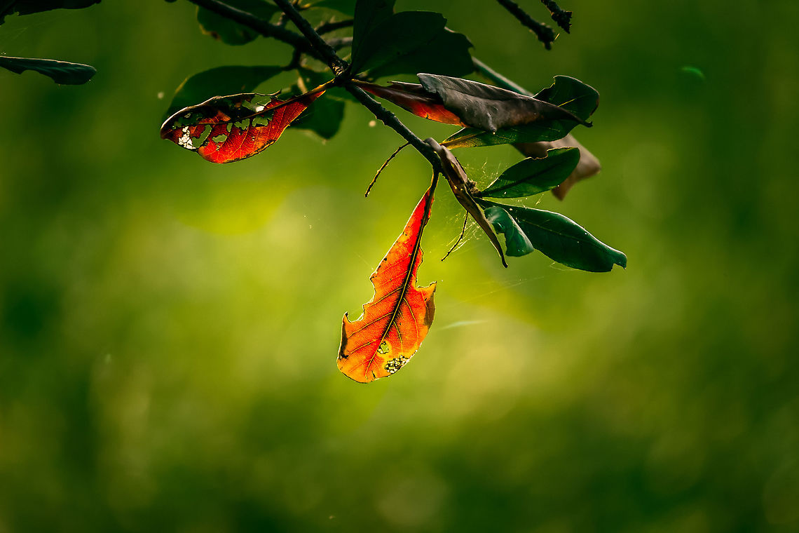The Neolamarckia cadamba  Neolamarckia cadamba, with English common names burflower-tree, laran, and Leichhardt pine, and called kadam locally, is an evergreen, tropical tree native to South and Southeast Asia. The genus name honours French naturalist Jean-Baptiste Lamarck.<br />
Scientific name: Neolamarckia cadamba<br />
Higher classification: Neolamarckia<br />
Rank: Species Baptiste Lamarck,Cadamba,Cadamba Leaves,Cadamba Tree,Cadamba leaf,Gentianales,India,Jean-Baptiste Lamarck,Kadamba,Kadamba leaf,Kadamba tree,Leichhardt pine,Neolamarckia,Neolamarckia cadamba,Plantae,Rubiaceae,The Neolamarckia cadamba,Tree,burflower-tree,laran