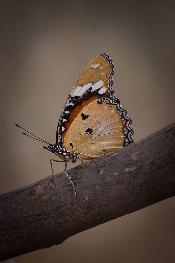 Danaid Eggfly  Butterfly,Danaid Eggfly,Hypolimnas misippus,India,Indian Butterfly,Nymphalidae