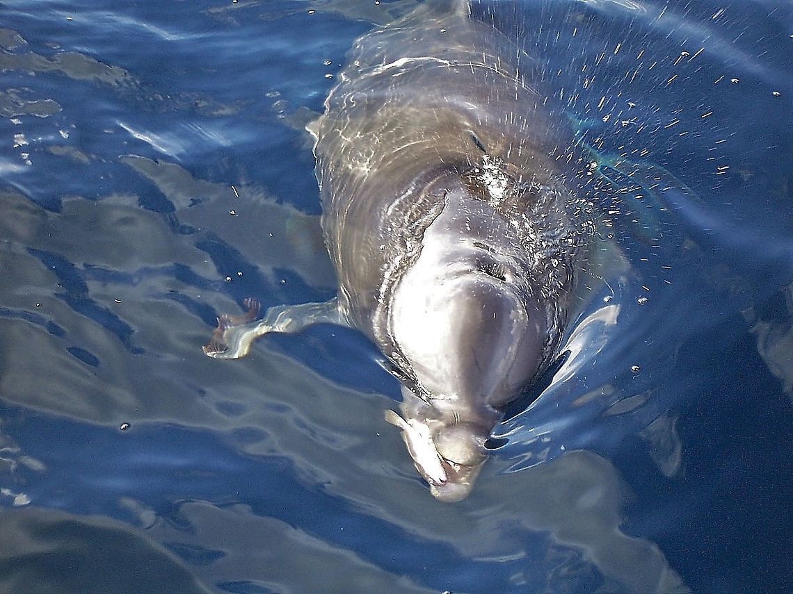 Feeding Dolphin bottlenose dolphin feeding bottle-nose dolphin