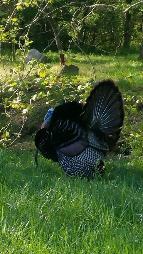 Wild turkey This gorgeous wild turkey visited my pasture more than once and showed off her beauty on rare occasions and one day I was lucky enough to get this photo! Meleagris gallopavo,Wild turkey