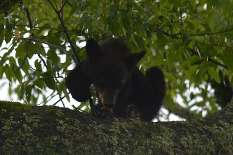 having fun watching this black bear cub cleaning itself Picture taken in the Smokey Mountains at Cades Cove American black bear,Black Bear,Nature&wildlife,Smoky Mountains,Ursus americanus,Wildlife Animals,wildlife photography