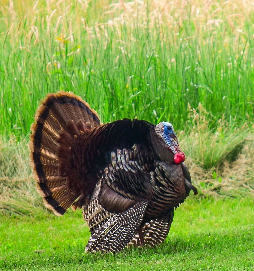 My "Show Off" backyard turkey This gorgeous show off &quot;turkey&quot; hangs out in my pasture everyday and loves his pasture and knows he gets fed well! Meleagris gallopavo,Wild Turkey,Wild turkey,backyard birds,nature,pasture,wildlife,wildlife animals,wildlife photography