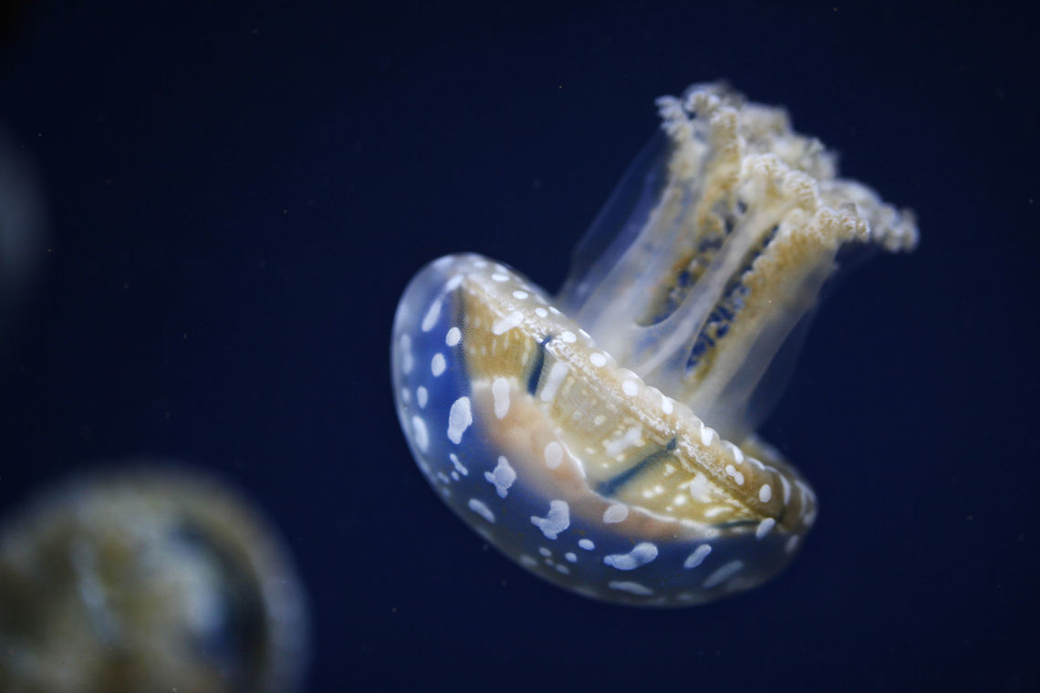 Jellyfish The beauty of the detais! Aurelia aurita,Catostylus mosaicus,Jelly Blubber,Moon jellyfish,Phyllorhiza punctata,White-spotted jellyfish