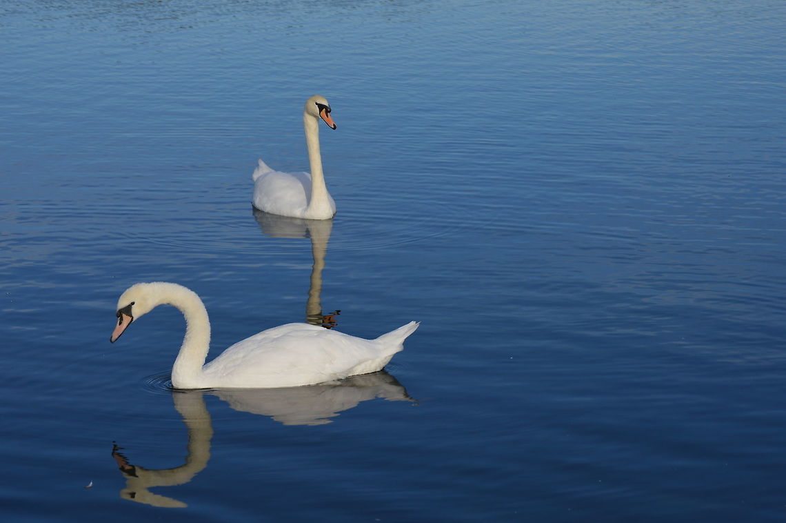 Mute Swans at Watermead Park Watermead Park has a huge number of exotic and native species of waterfowl.  It&#039;s always been difficult getting one or 2 birds in shot, as they all want some of the action. Cygnus olor,Geotagged,Leicestershire,Mute Swan,United Kingdom,Watermead,Winter