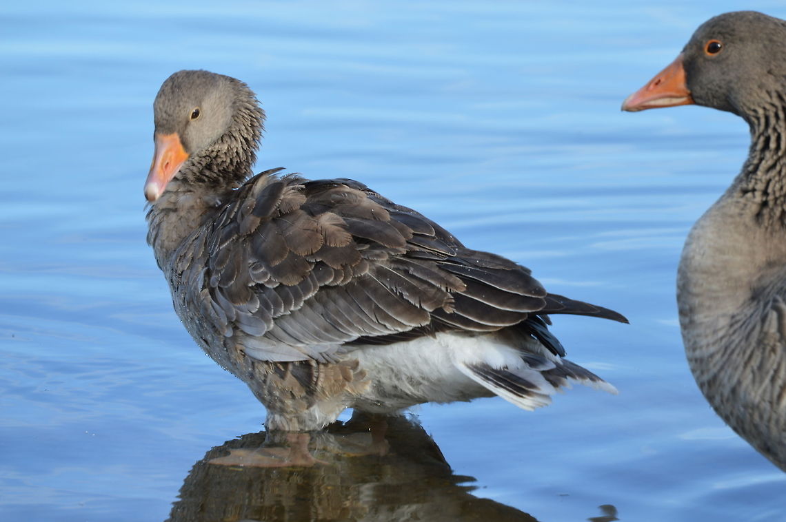 Greylag Goose at Watermead Greylag at Watermead.  There are quite a few different bird types that stop off or live here.  Nice to walk around and do some identification. Anser anser,Geotagged,Greylag goose,United Kingdom,Winter