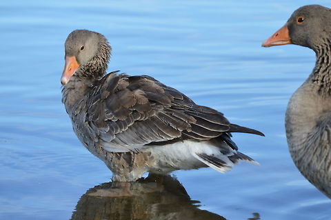 Greylag Goose at Watermead Greylag at Watermead.  There are quite a few different bird types that stop off or live here.  Nice to walk around and do some identification. Anser anser,Geotagged,Greylag goose,United Kingdom,Winter