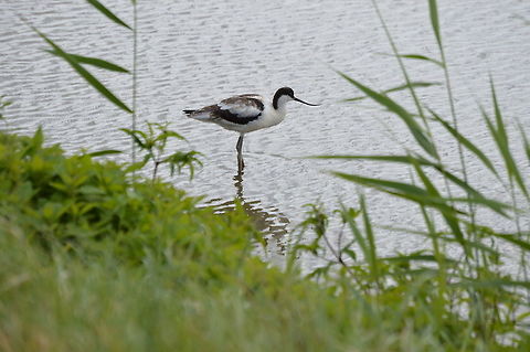 Avocet at Titchwell Marsh The signature bird of the RSPB at RSPB Titchwell Marsh.  A number of different Marshes and woodland for a huge amount of species. Geotagged,Pied Avocet,Recurvirostra avosetta,Summer,United Kingdom