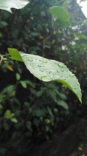 Leaf Morning Dew !! Leaves go refreshed !!