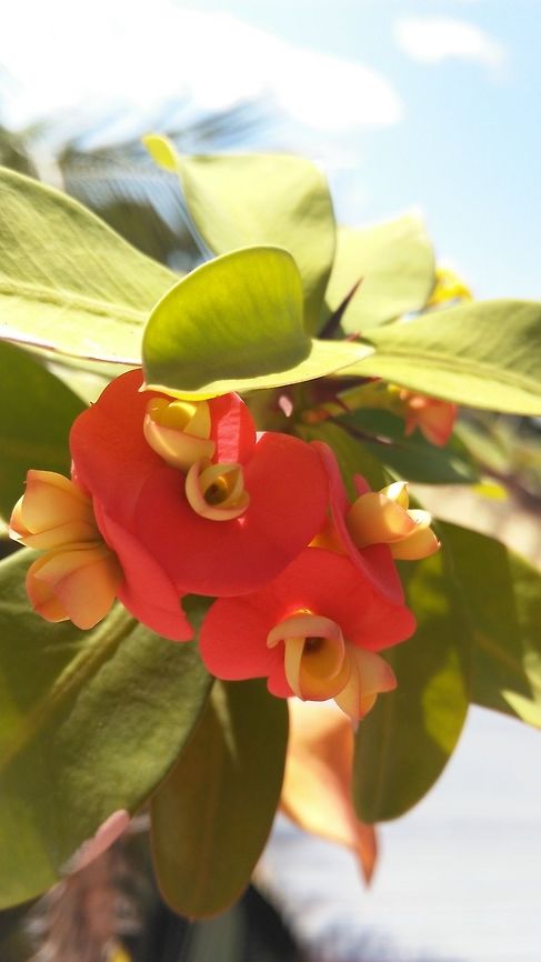 An awesome flower I love this pic...its beautiful :)  Crown of thorns,Euphorbia milii