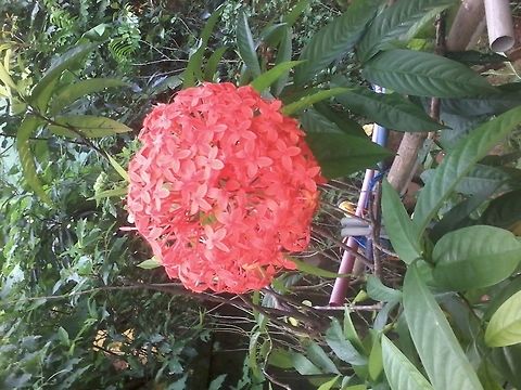 Ixora sp.