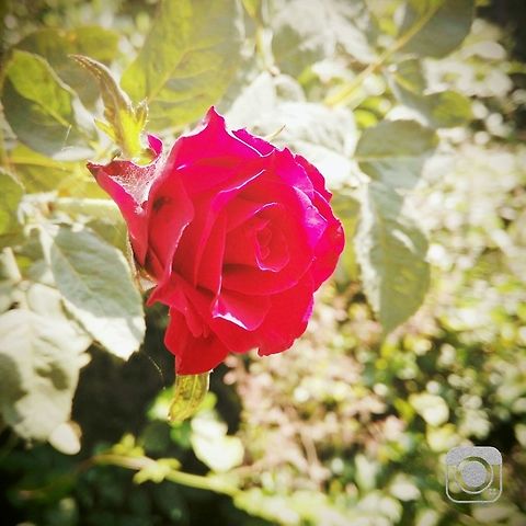 Rose My first successful click...one of my fav !!