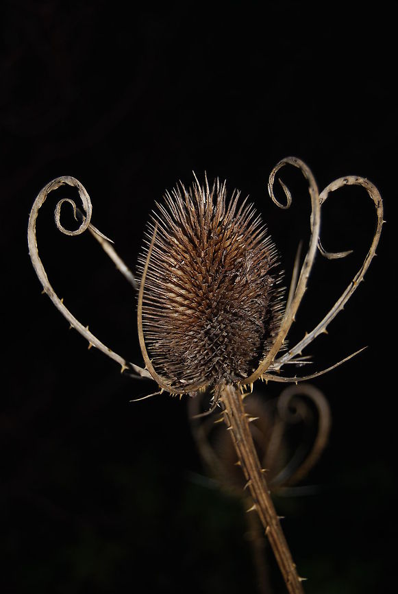 Teasel Teasel, flower head used in times past to card wool ready to be spun onto bobbins. These days they are often used as centre pieces in floral displays.<br />
 Dipsacus fullonum,Flowers,Fullers Teasel,Teasel