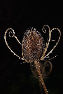 Teasel Teasel, flower head used in times past to card wool ready to be spun onto bobbins. These days they are often used as centre pieces in floral displays.
 Dipsacus fullonum,Flowers,Fullers Teasel,Teasel