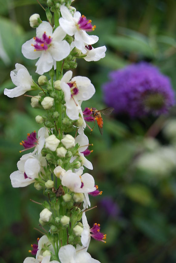 Flower.  Dark mullein,Flowers,Verbascum nigrum