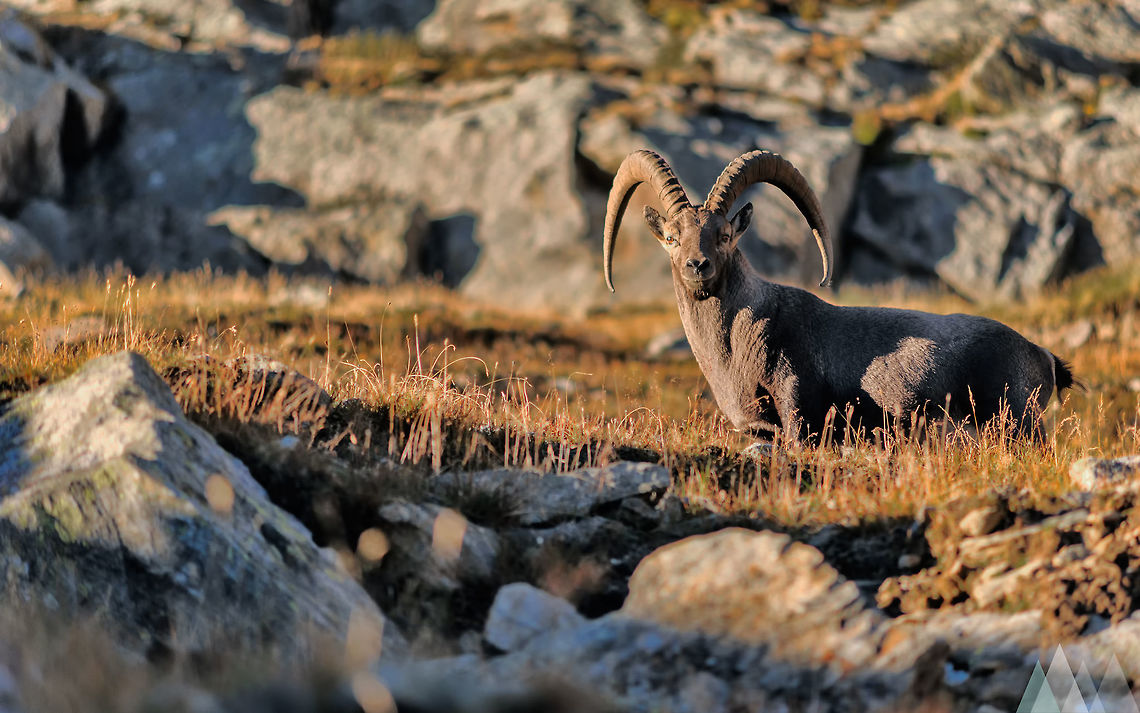 Alpine Ibex in the sunset During a Trekking I saw this Alpine Ibex looking at me, as it wanted to know who I was and where I was going. The light of the sunrise was perfect to take a portrait of the animal. Alpine Ibex,Capra ibex