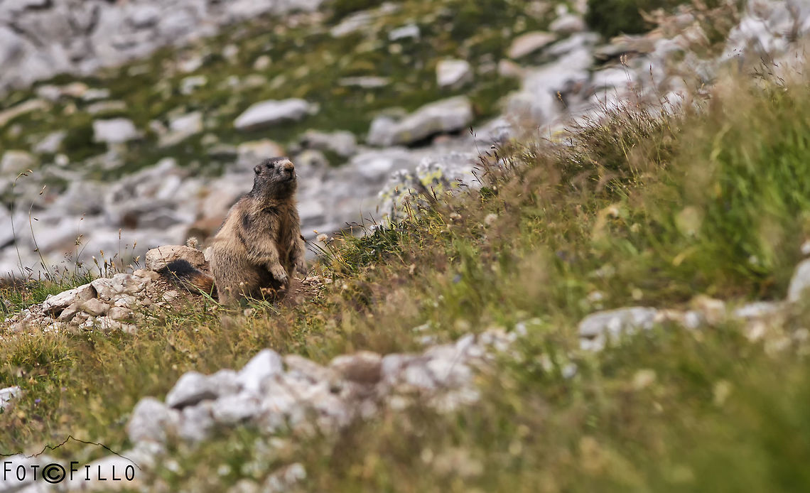 Marmot  Alpine Marmot,Marmota marmota