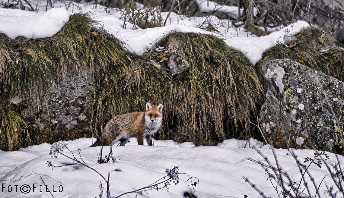 fox in the snow  Red Fox,Vulpes vulpes