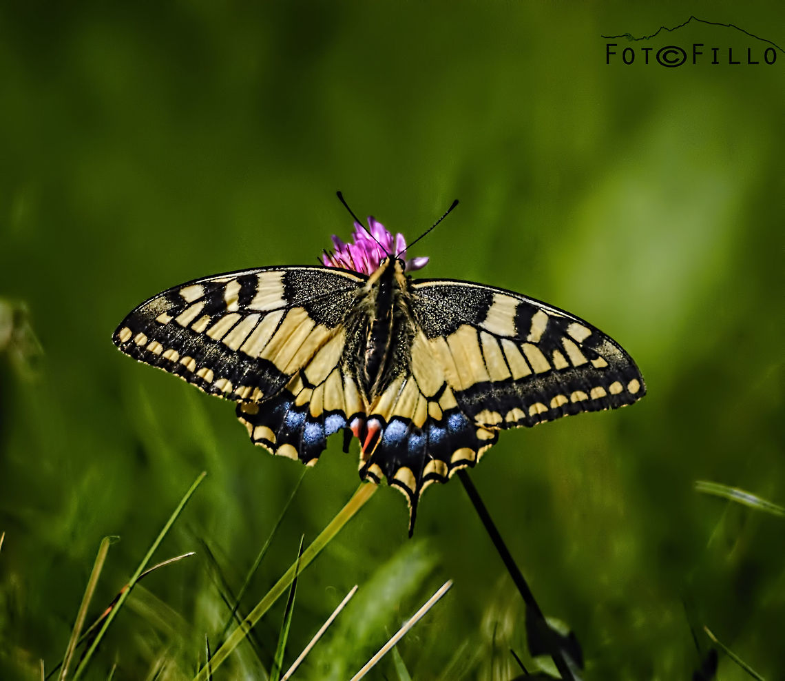 Butterfly  Old World swallowtail,Papilio machaon