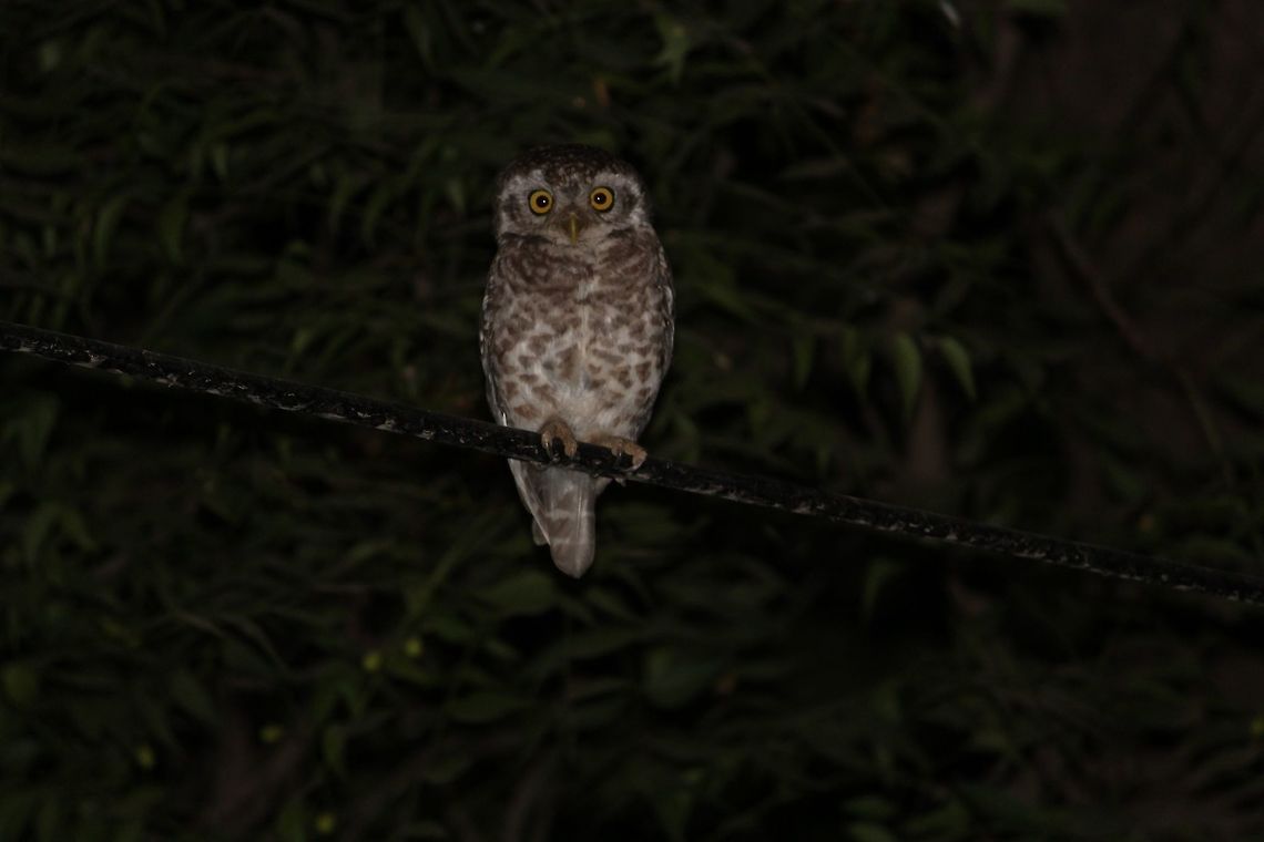 Oriental Scops Owl India. Yes,India. That is exactly where this beautiful owl was captured being surprised by the flash of my camera. A cute little owl of merely 15-19 cm in height, was not seen but was traced by the amazing sound it made in the middle of the night. Athene brama,Geotagged,India,Night,Oriental Scops Owl,Oriental scops owl,Otus sunia,Spotted Owlet,Spring