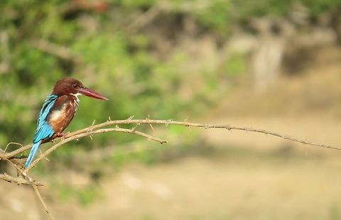 White-throated kingfisher Took this beautiful picture of the white-throated kingfisher in Sri Lanka, a moment I will never forget.  Birds,Halcyon smyrnensis,Sri Lanka,White-throated kingfisher,bird