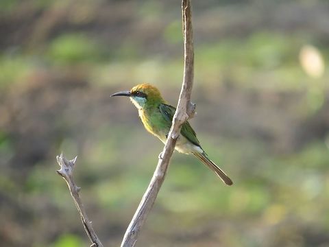 Green Bee-Eater Picture of a Green Bee-Eater, taken in the Yala national park in Sri Lanka. Green bee-eater,Merops orientalis