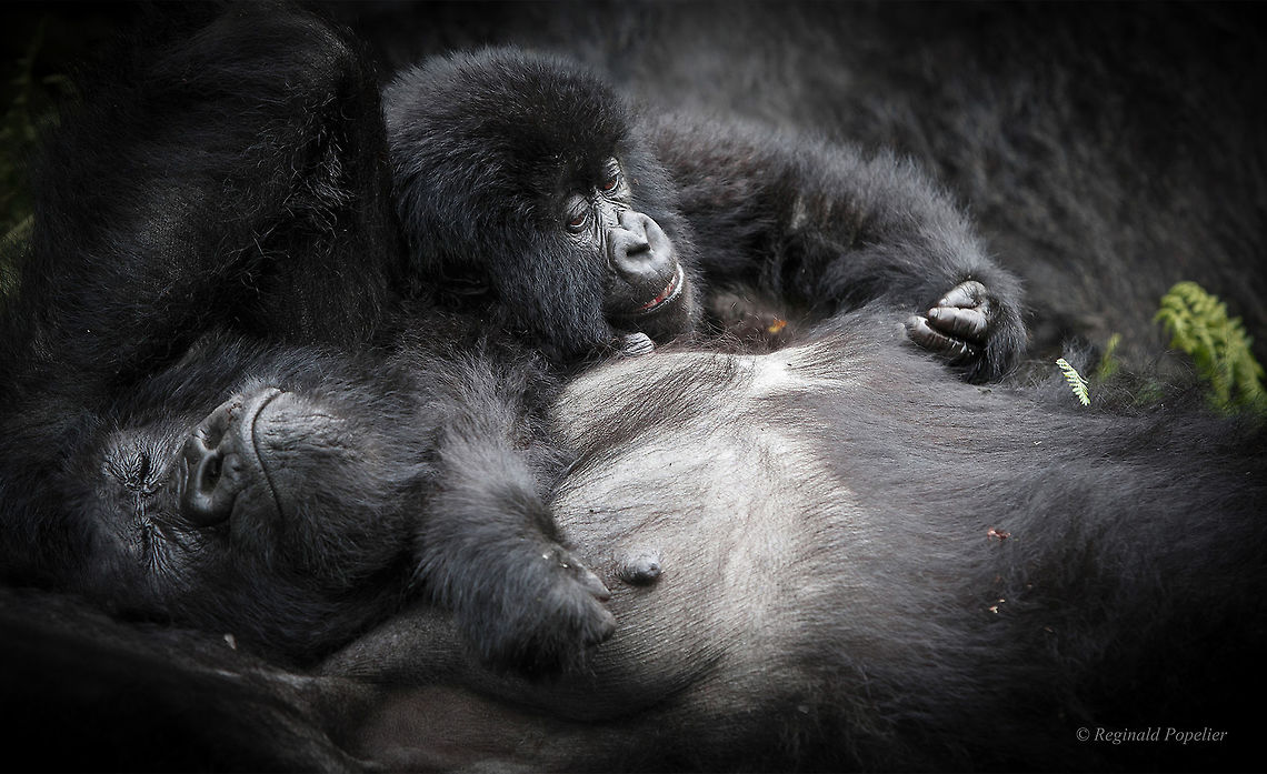 Quality Time Mother gorilla with youngster relaxing in their protected environment.<br />
Precious moments for the primates as well as for visitors. <br />
Image taken in Volcanoes NP - Ruanda Gorilla beringei beringei,Mountain gorilla,Rwanda,ape,gorilla,jungle,mother,primates,volcanoes national park,youngster