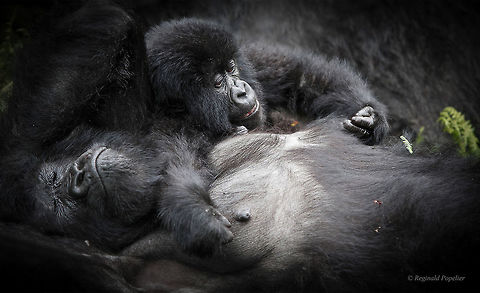 Quality Time Mother gorilla with youngster relaxing in their protected environment.
Precious moments for the primates as well as for visitors. 
Image taken in Volcanoes NP - Ruanda Gorilla beringei beringei,Mountain gorilla,Rwanda,ape,gorilla,jungle,mother,primates,volcanoes national park,youngster