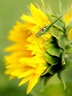 Cricket on sunflower  Geotagged,Ukraine